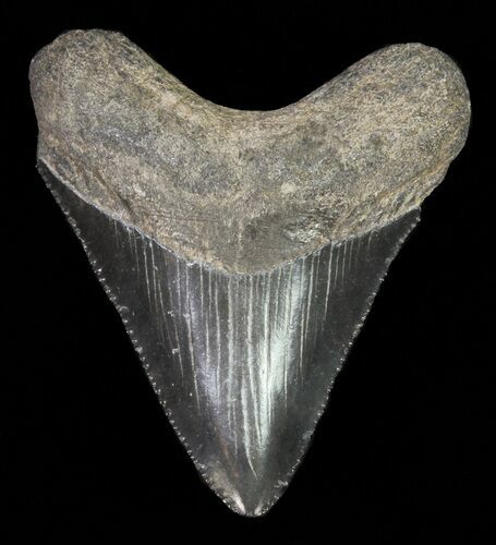 Juvenile Megalodon Tooth - Serrated Blade #61816